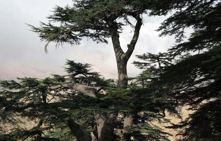 قراءة لقصيدة «أعلن موت الموت» للشاعر نعيم خوري
