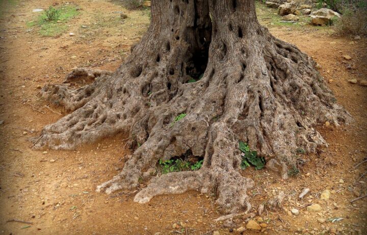 قراءة في قصيدة «تجبر يا هذا أكثر»